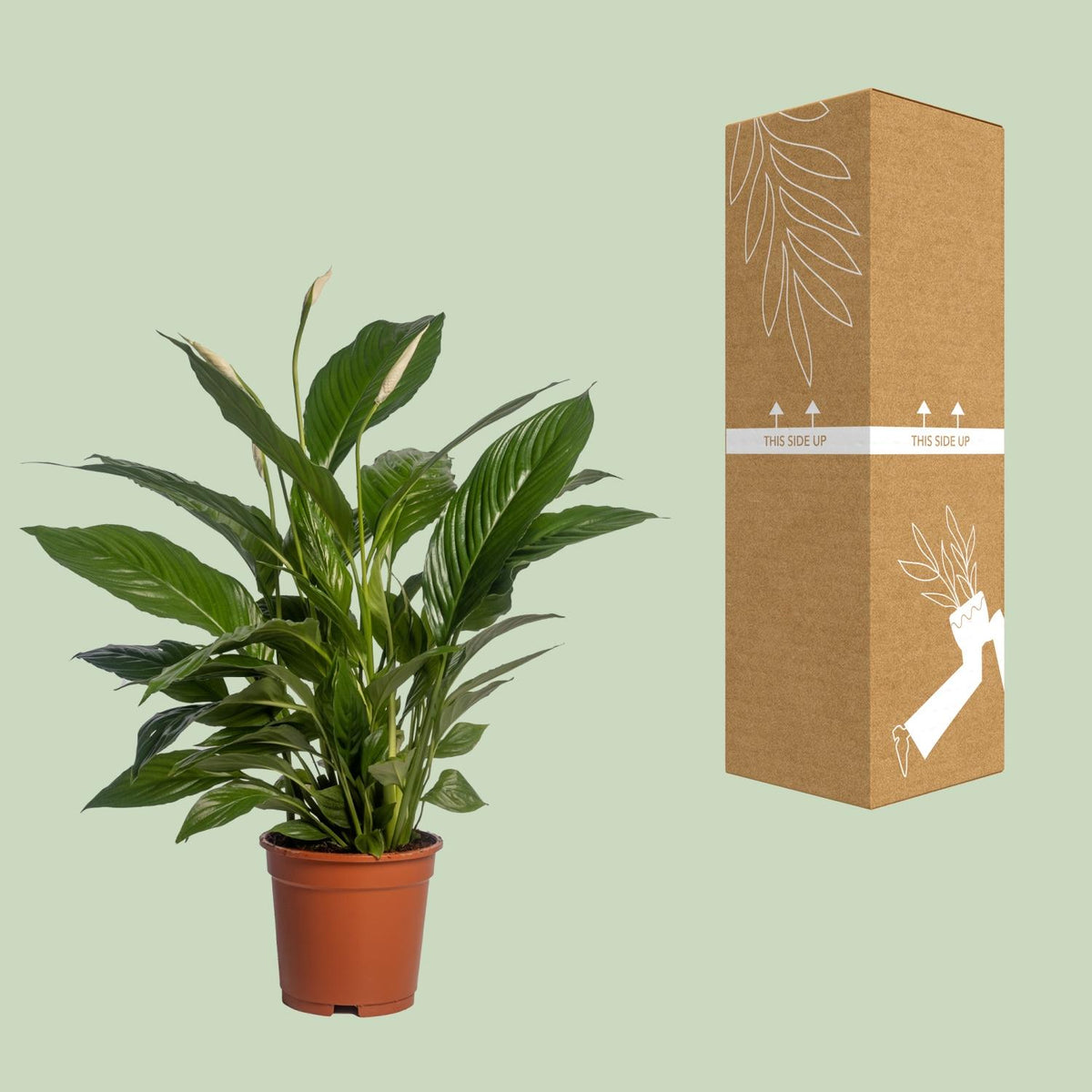 Spathiphyllum Vivaldi (lepelplant) – Ø17 cm, 70 cm hoog