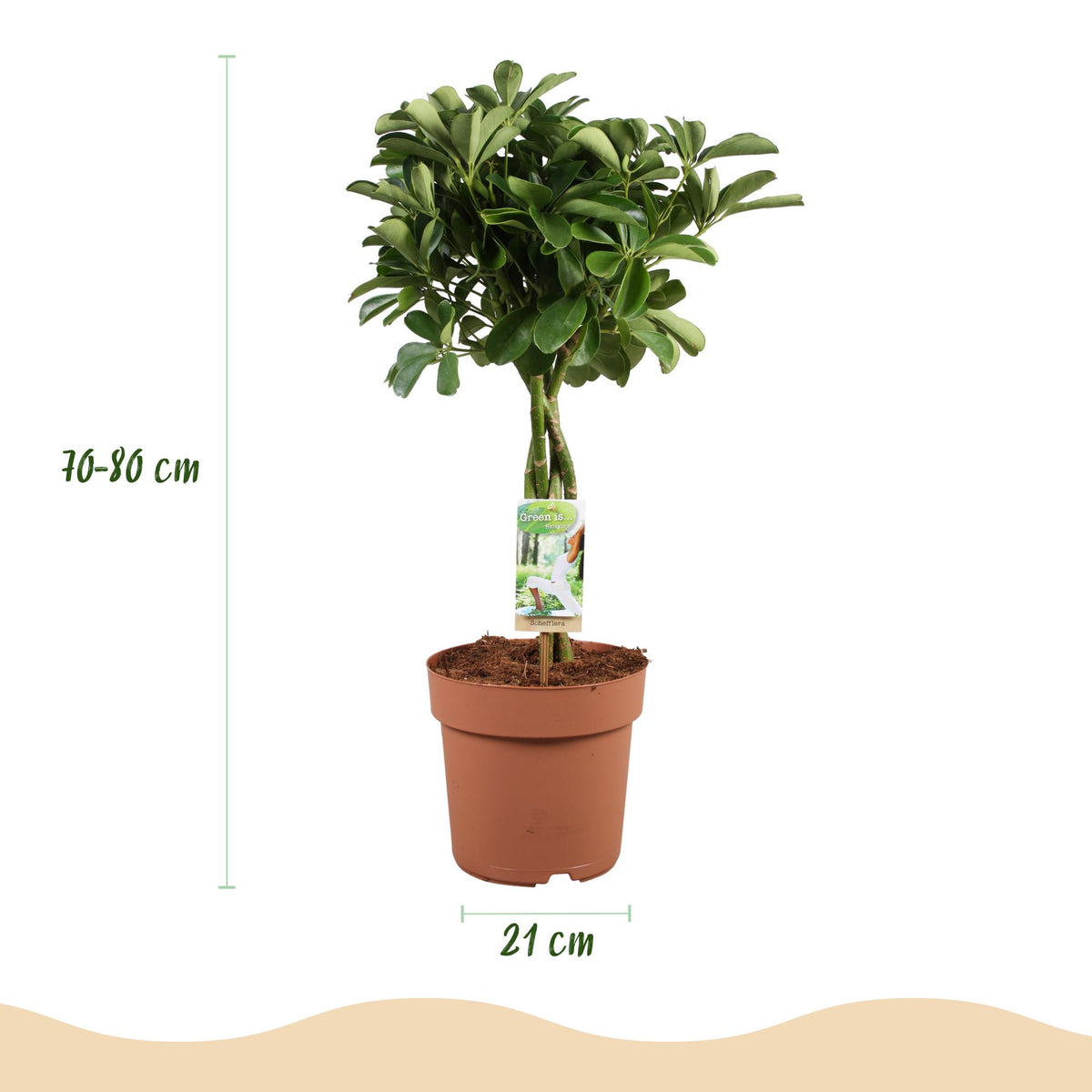 Schefflera Nora (vingersboom) – Ø21 cm, 70–82 cm hoog
