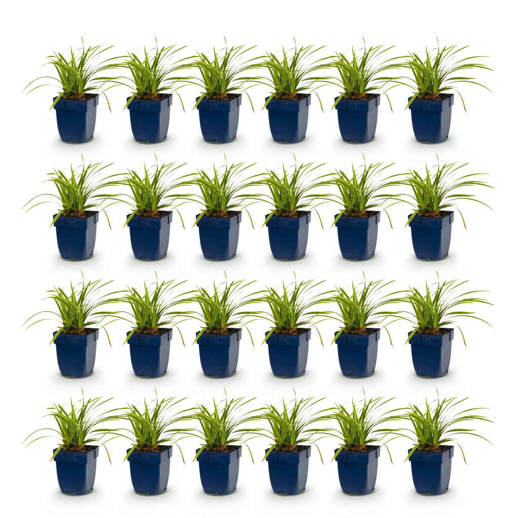 Carex morrowii 'Ice Dance' (Japanese sedge) – 24 plants, Ø11 cm, 15–25 cm high – photo 2
