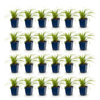 Carex morrowii 'Ice Dance' (Japanese sedge) – 24 plants, Ø11 cm, 15–25 cm high
