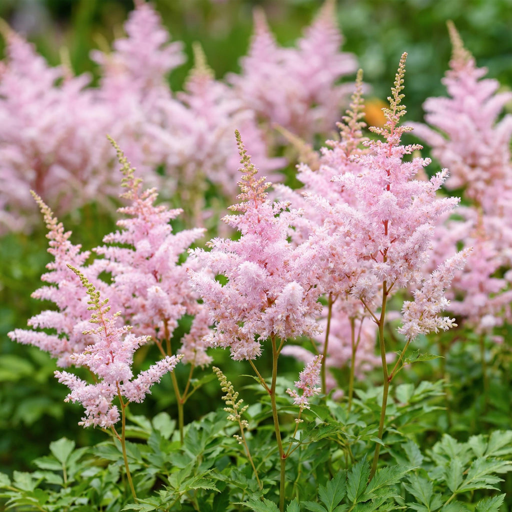 Astilbe 'Europa' (Fliederblumen) – rosa – 6 Pflanzen, Ø11 cm, 15–25 cm hoch – Bild 5