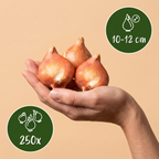 Blumenzwiebelpaket Bunter Garten – 250 Blumenzwiebeln (Zwiebelgröße 10/12)
