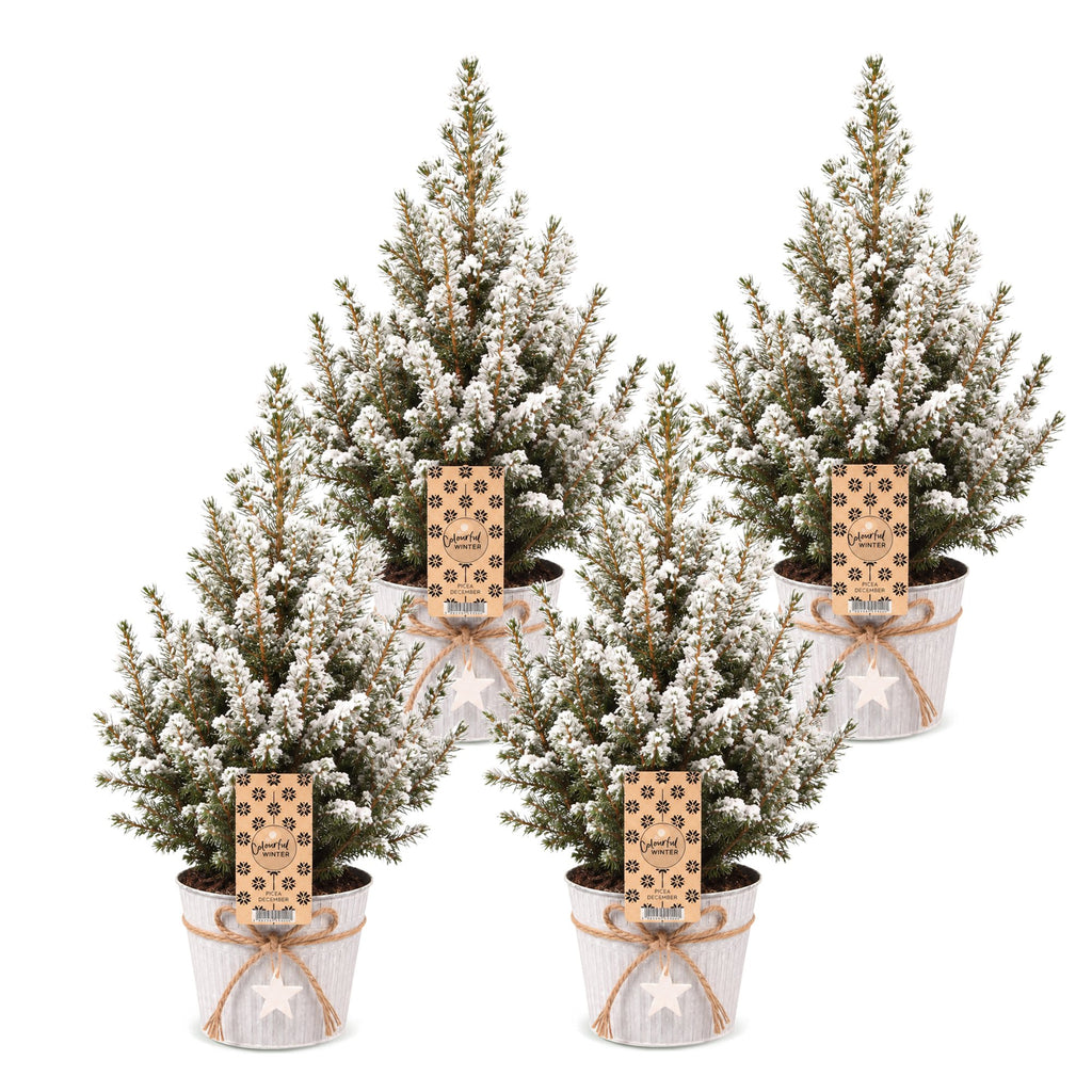 4× Picea glauca Conica (Weihnachtsbäumchen) im Zinktopf – Ø17 cm, 65 cm hoch – weiß