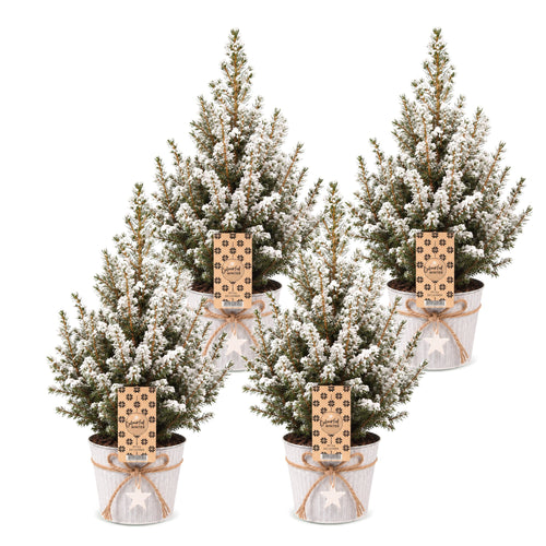 4× Picea glauca Conica (Weihnachtsbäumchen) im Zinktopf – Ø17 cm, 65 cm hoch – weiß