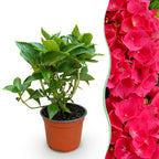 Hydrangea macrophylla (Hortensie) – rot – Ø 12 cm, 20–30 cm hoch