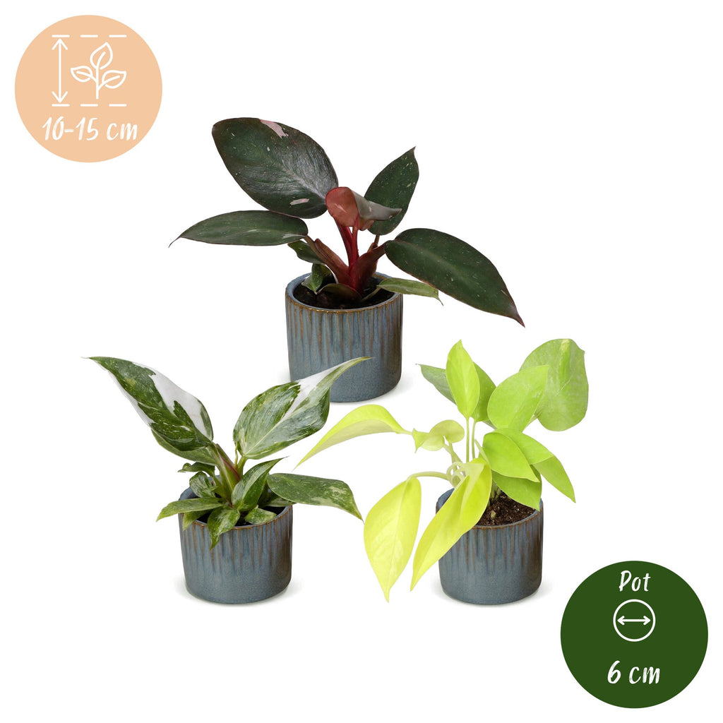 3× Philodendron tricolore bébé incl. Linnea Misty Blue – Ø6 cm, 10–15 cm de haut – photo 5