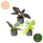 3× Philodendron tricolore bébé incl. Linnea Misty Blue – Ø6 cm, 10–15 cm de haut