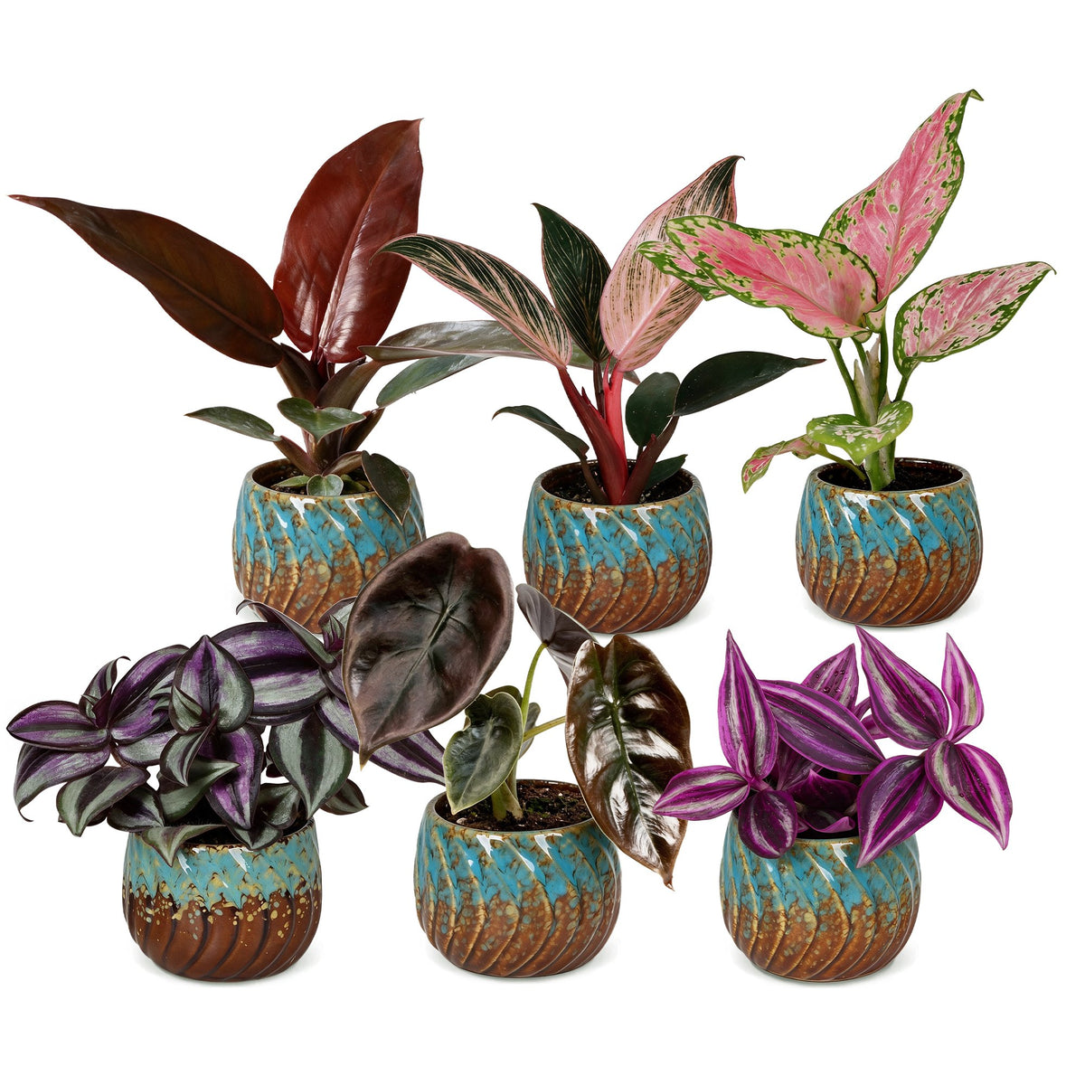 6× jeunes plantes Paradise Mix incl. Copper Reef – Ø6 cm, 10–15 cm de haut – photo 2