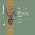 Panicum virgatum 'Rotstrahlbusch' (graminée aux couleurs automnales chaudes) – 3 plants, Ø12 cm