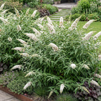 Buddleja davidii 'White Profusion' (vlinderstruik) – wit – Ø17 cm, 45 cm hoog