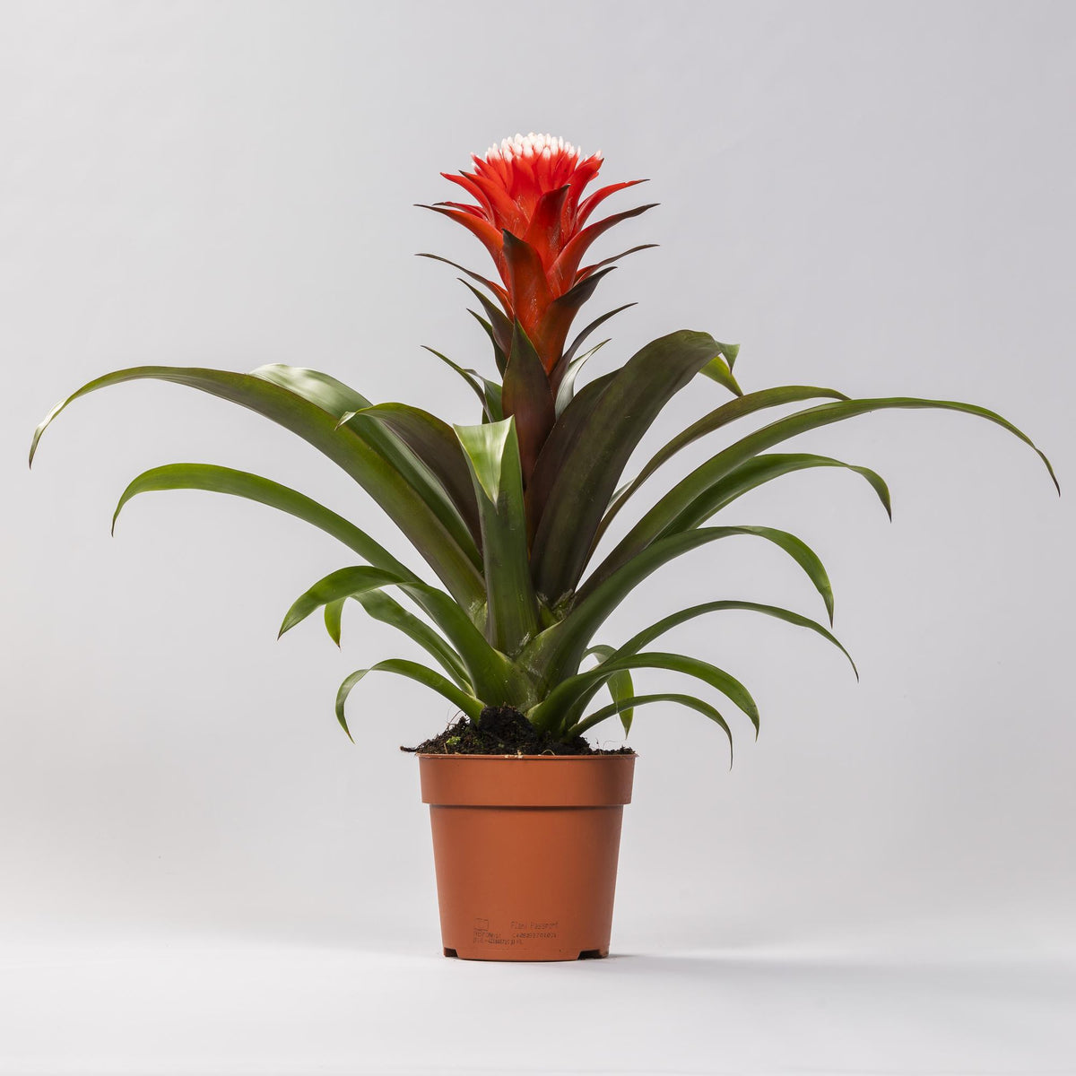Guzmania Hope (Bromeliaceae) – Ø12 cm, 40 cm hoog