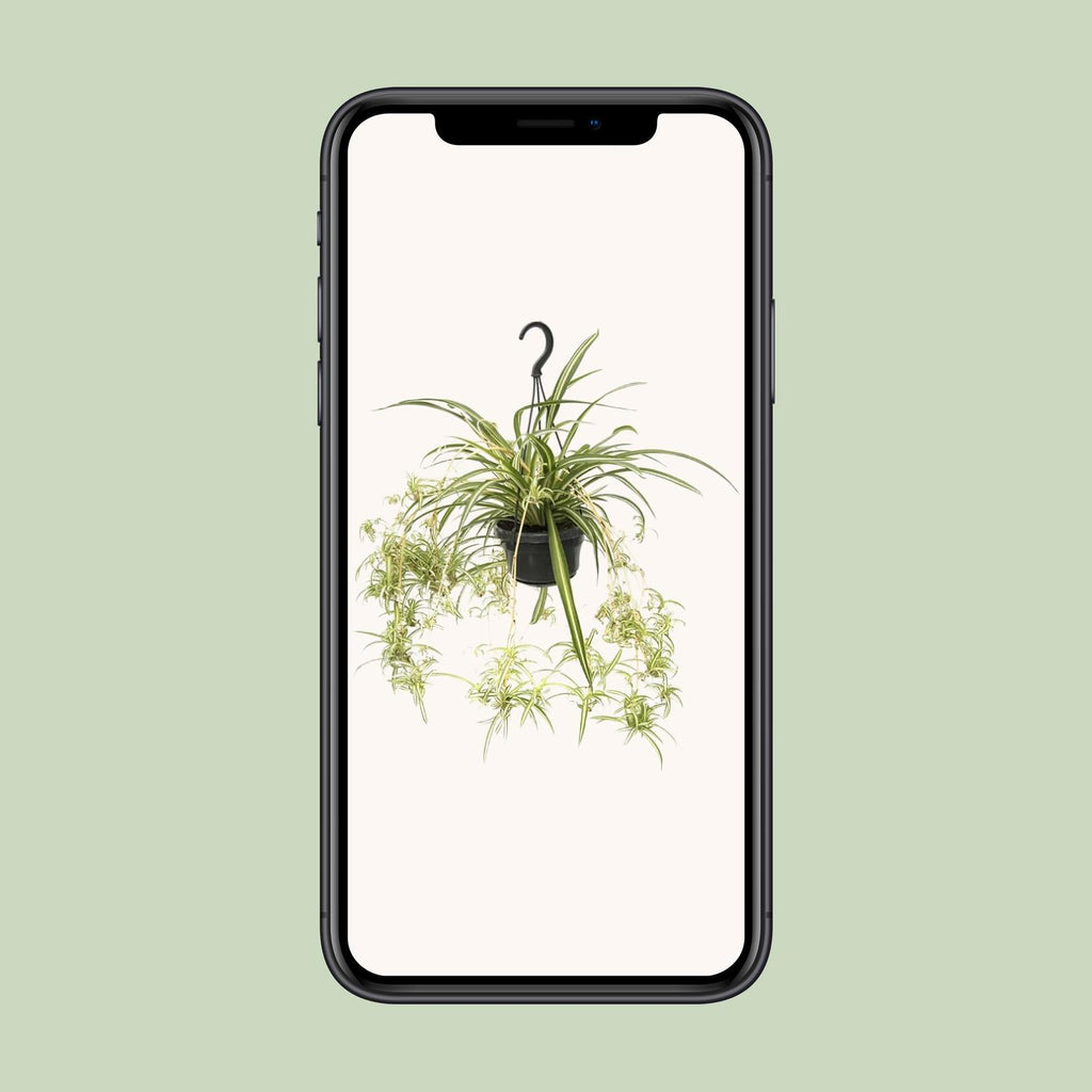 Chlorophytum comosum Variegatum (graslelie) – Ø14 cm, 55 cm hoog