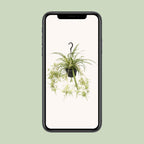 Chlorophytum comosum Variegatum (graslelie) – Ø14 cm, 55 cm hoog