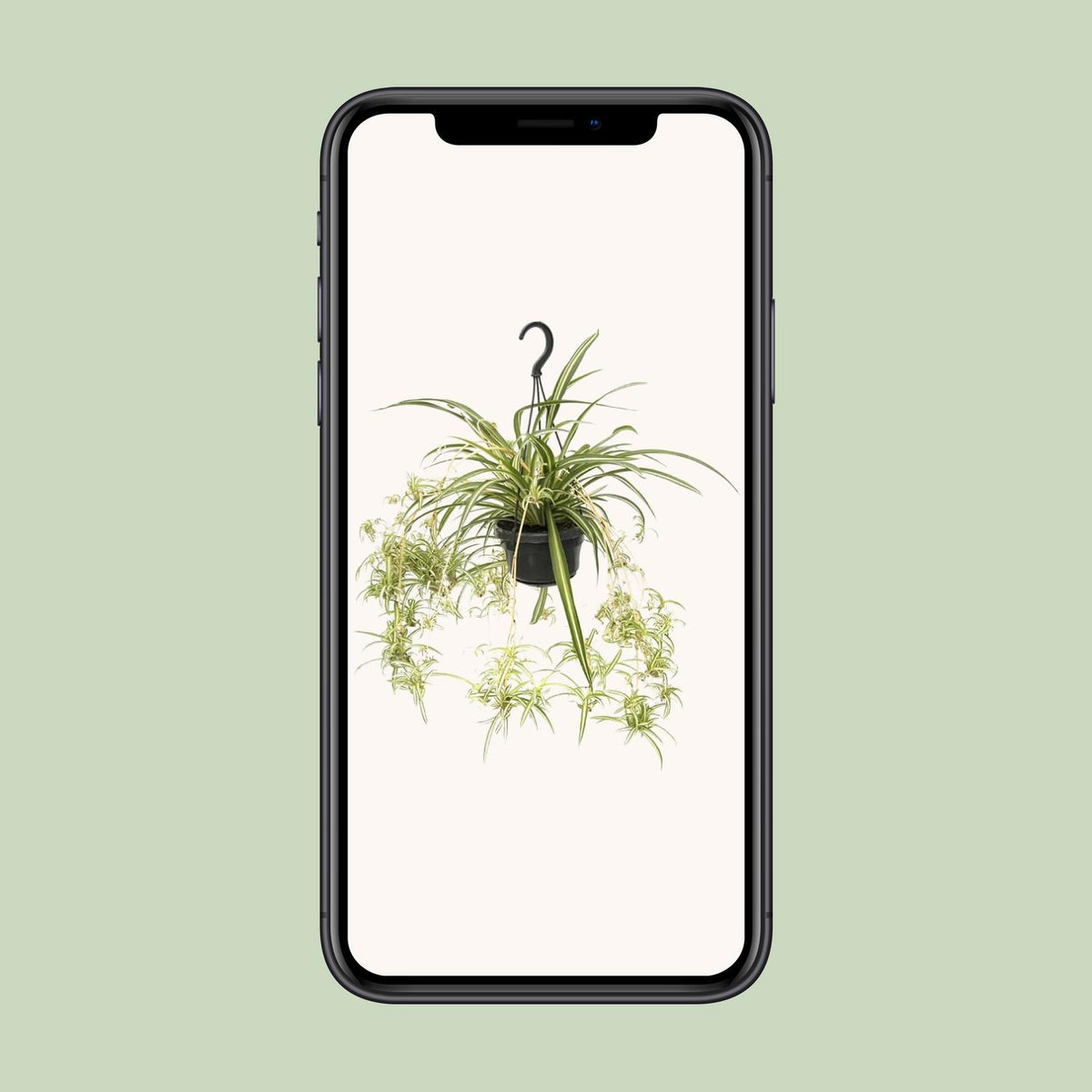 Chlorophytum comosum Variegatum (graslelie) – Ø14 cm, 55 cm hoog
