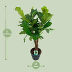 Ficus lyrata (Geigenfeige) – Ø 26 cm, 100 cm hoch