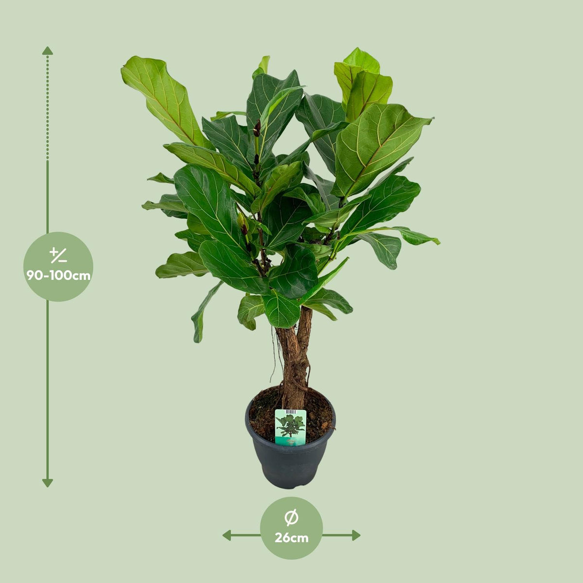 Ficus lyrata (vioolbladplant) – Ø26 cm, 100 cm hoog