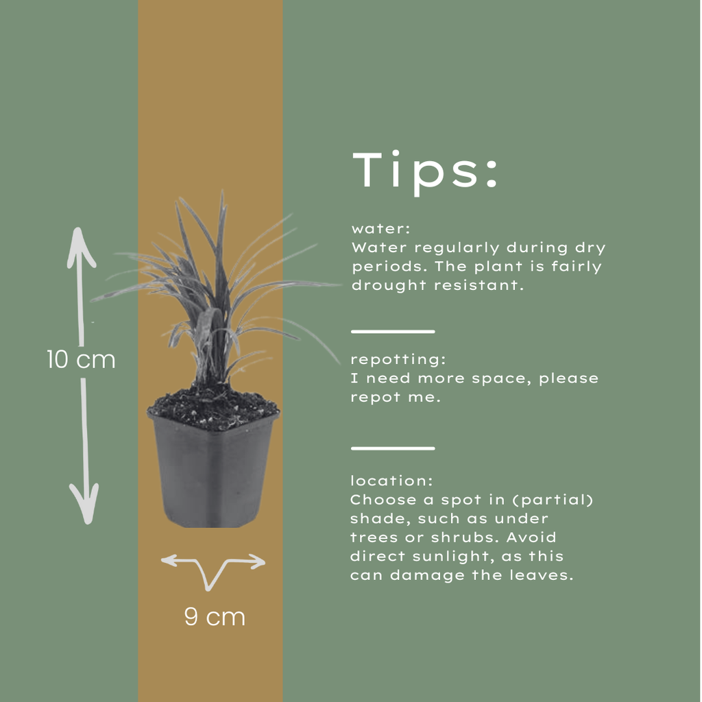 Liriope muscari 'Moneymaker' (lily grass) – 60 plants, Ø9 cm, 10–25 cm high – photo 6