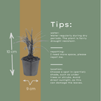 Liriope muscari 'Moneymaker' (lily grass) – 60 plants, Ø9 cm, 10–25 cm high