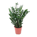 Zamioculcas (zz-plant) – Ø21 cm, 80 cm hoog