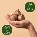 Krokus soortenmix – 200 bloembollen (bolmaat 5/6)