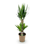 Yucca elephantipes – Ø17 cm, 75 cm hoog