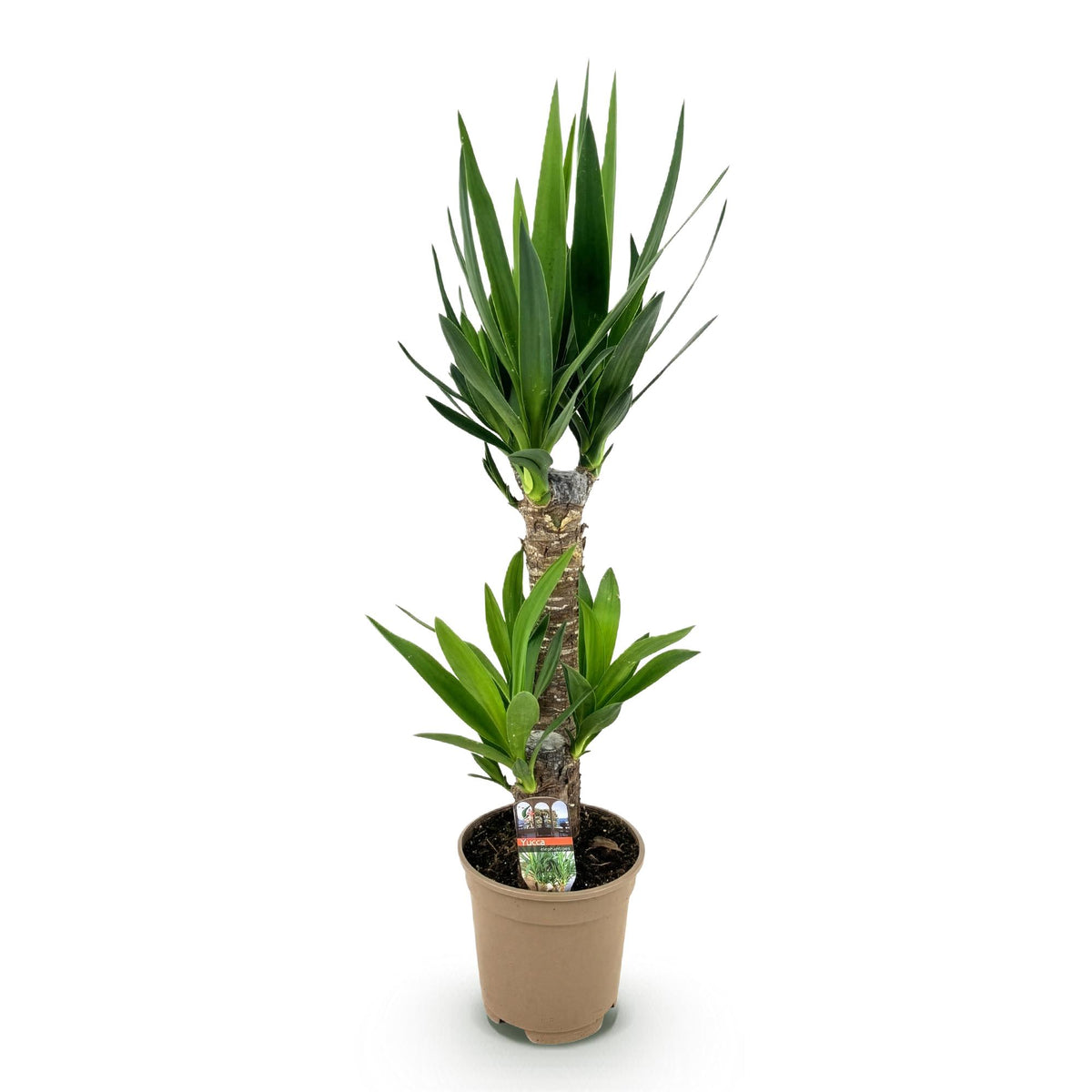 Yucca elephantipes – Ø 17 cm, 75 cm hoch