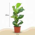 Ficus lyrata (vioolbladplant) – Ø21 cm, 75–85 cm hoog