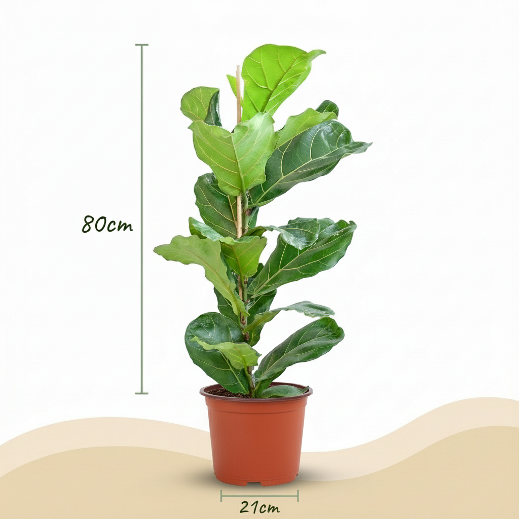 Ficus lyrata (vioolbladplant) – Ø21 cm, 75–85 cm hoog