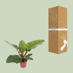 Philodendron Imperial Green – Ø 17 cm, 60 cm hoch
