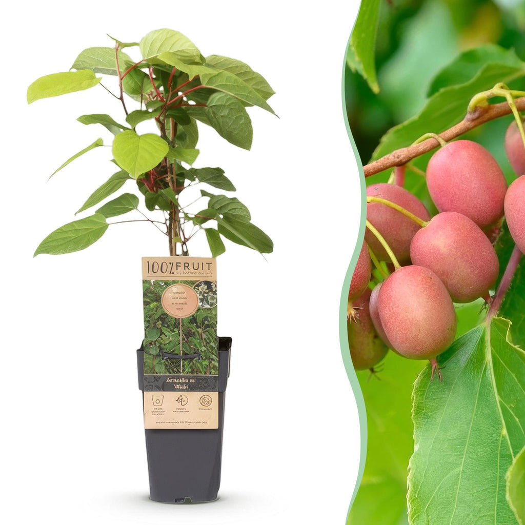 Actinidia arguta 'Weiki' (kiwiplant) – Ø15 cm, 50 cm hoog