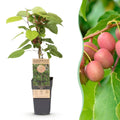 Actinidia arguta 'Weiki' (kiwiplant) – Ø15 cm, 50 cm hoog