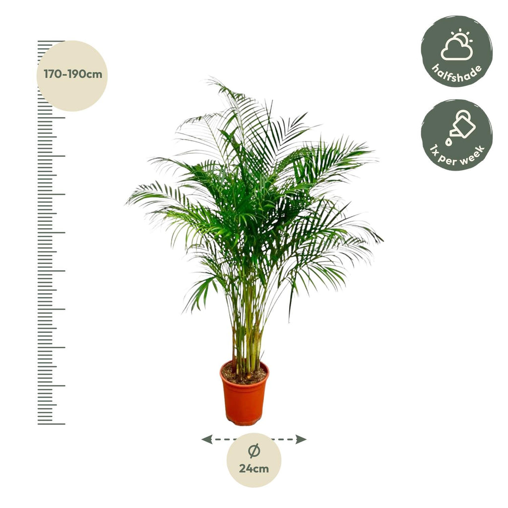Areca Palm (Dypsis) – Ø27 cm, 160 cm hoog