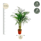 Areca Palm (Dypsis) – Ø27 cm, 160 cm hoog