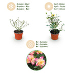 Rosa 'Tricolor Fairy' (Rose) – rosa-gelb – Ø12 cm, 20–25 cm hoch