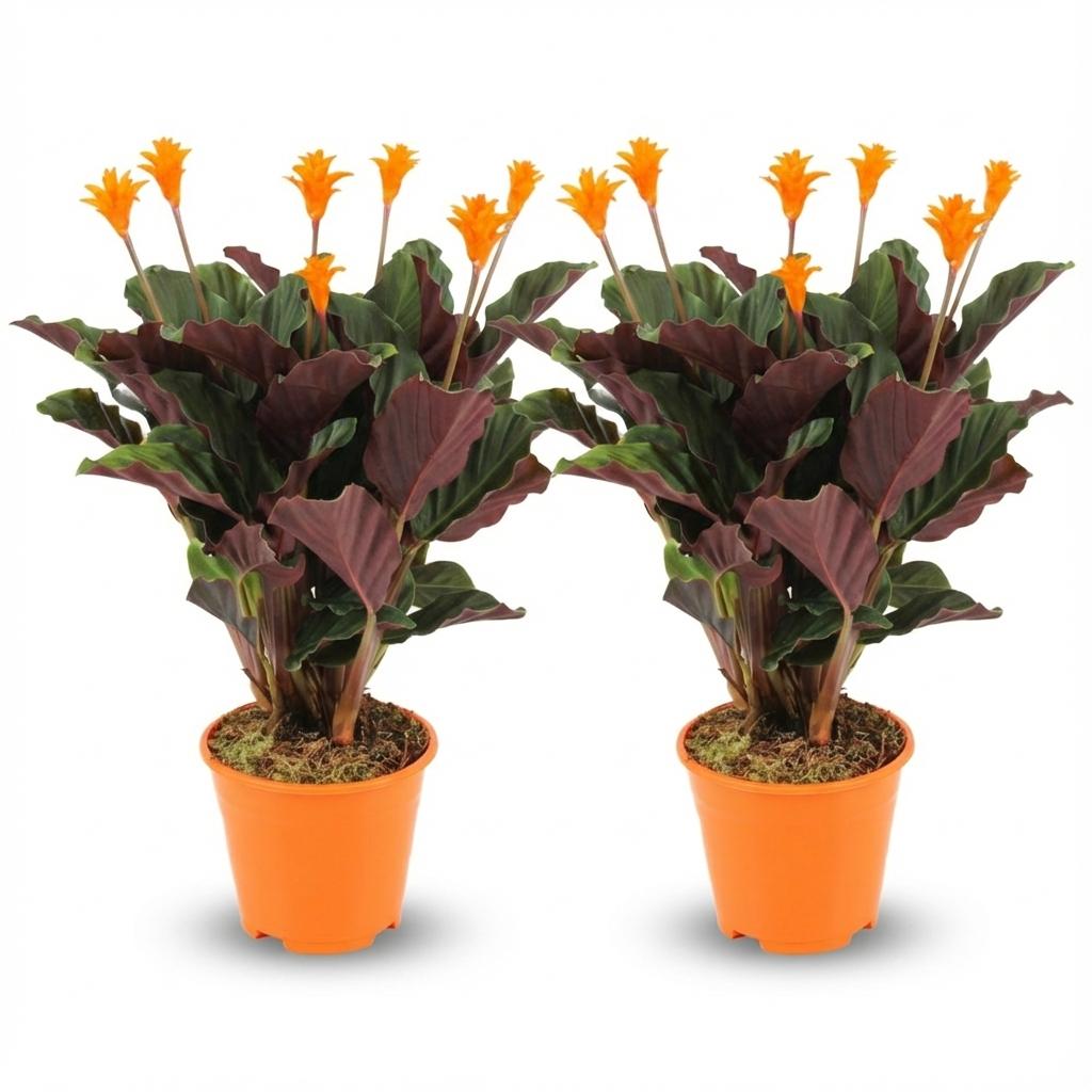 2× Calathea Crocata – Ø14 cm, 40–45 cm hoog