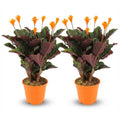 2× Calathea Crocata – Ø14 cm, 40–45 cm hoog