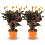 2× Calathea Crocata – Ø14 cm, 40–45 cm hoog