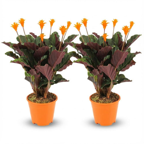 2× Calathea Crocata – Ø14 cm, 40–45 cm hoch
