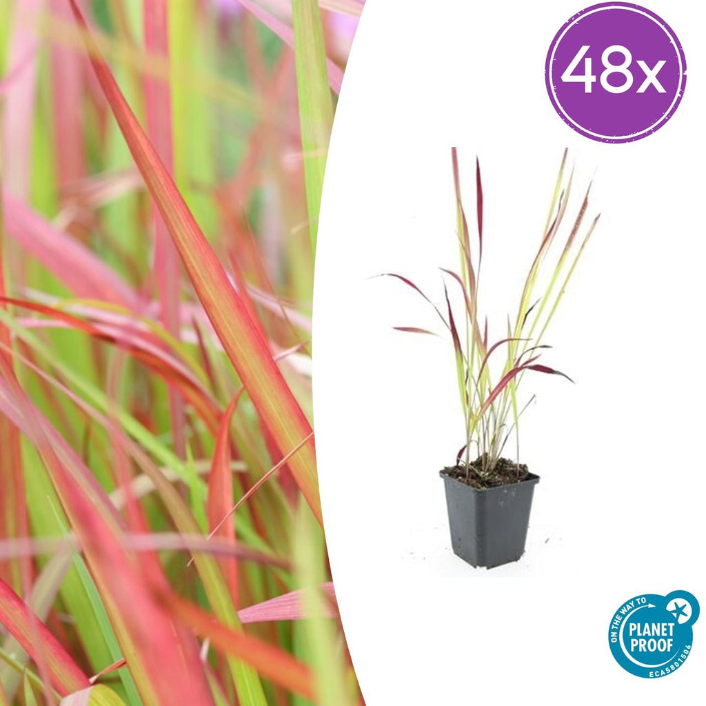 Imperata cylindrica 'Red Baron' (Japanisches Blutgras) – 48 Pflanzen, Ø9 cm, 10–25 cm hoch – Bild 2