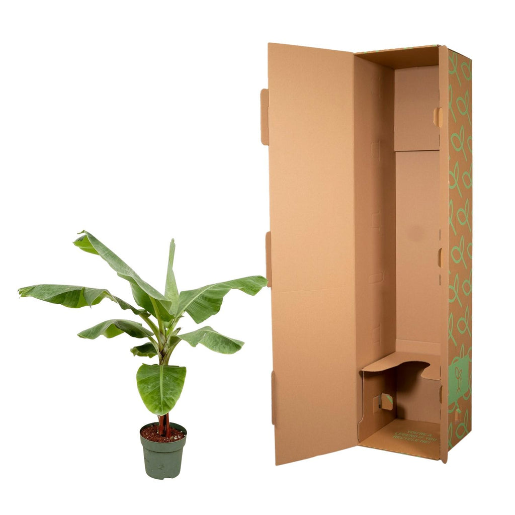 Musa (Bananenpflanze) – Ø 34 cm, 200 cm hoch