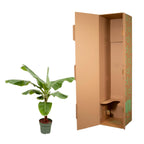 Musa (Bananenpflanze) – Ø 34 cm, 200 cm hoch