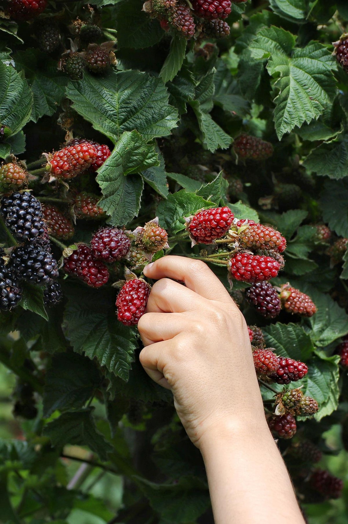 Rubus fruticosus 'Thornless Evergreen' (doornloze braam) – Ø13 cm, 45 cm hoog