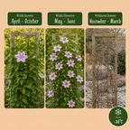 Clematis 'Nelly Moser' (grimpette) – blanc-rose – 4 plantes, Ø9 cm, 35 cm de haut