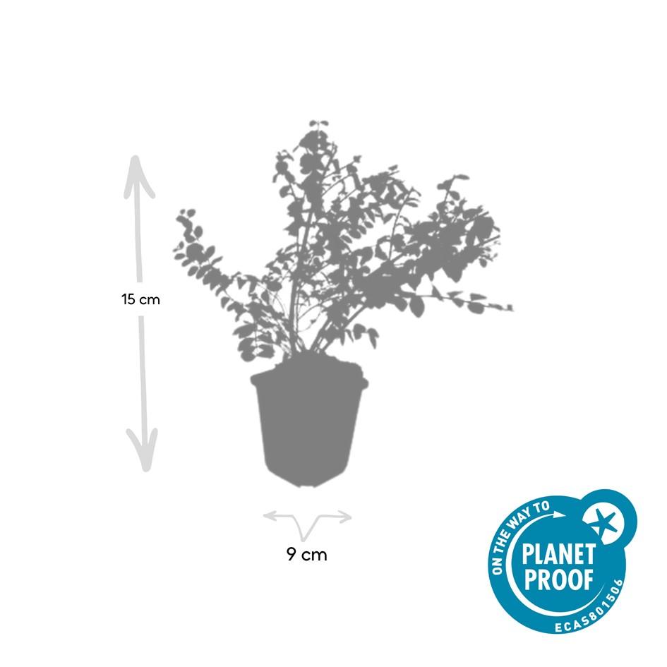 Symphoricarpos ch. 'Hancock' (snowberry) – 12 plants, Ø9 cm, 10–25 cm high – photo 5