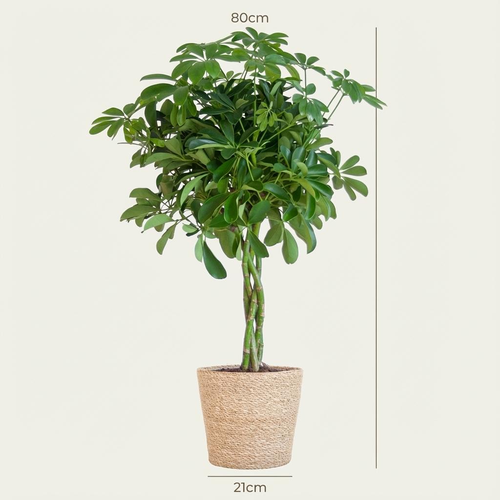 Schefflera Arab Nora (vingersboom) met mand – Ø21 cm, 70 cm hoog
