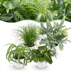 4× Maranta (Gebetsstaude) im weißen Zier-Blumentopf – Ø 12 cm, 25 cm hoch