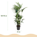 Howea forsteriana (kentiapalm) – Ø27 cm, 160–170 cm hoog
