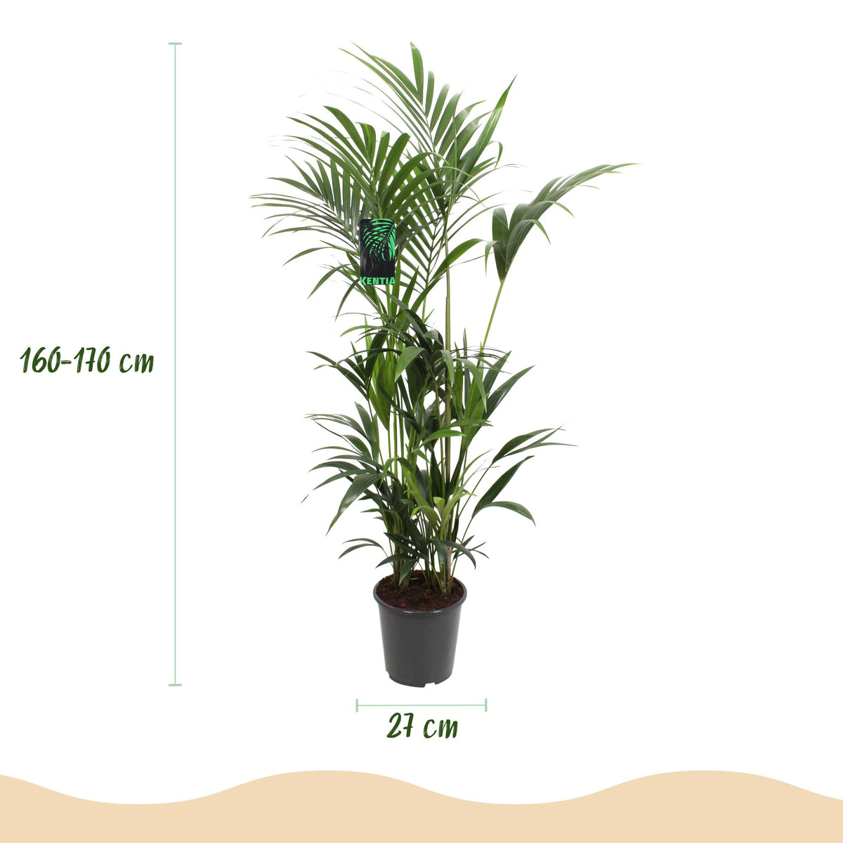 Howea forsteriana (Kentia-Palme) – Ø 27 cm, 160–170 cm hoch