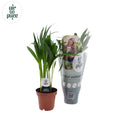 Dypsis lutescens (palmier doré) – Ø12 cm, 40 cm de haut