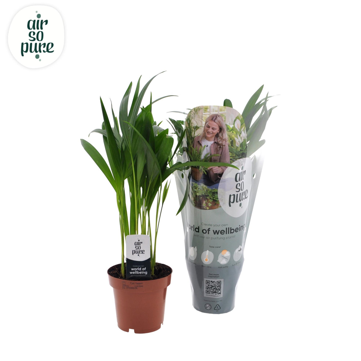Dypsis lutescens (goudpalm) – Ø12 cm, 40 cm hoog